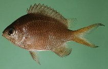 To FishBase images (<i>Chromis monochroma</i>, Indonesia, by Randall, J.E.)
