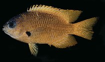 To FishBase images (<i>Pomacentrus yoshii</i>, Marshall Is., by Randall, J.E.)