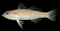 To FishBase images (<i>Chelidoperca stella</i>, Philippines, by Motomura, H.)