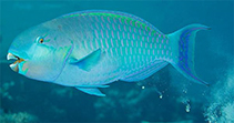 Image of Chlorurus strongylocephalus (Steephead parrotfish)
