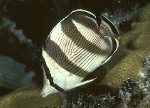To FishBase images (<i>Chaetodon striatus</i>, Belize, by Randall, J.E.)