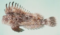 To FishBase images (<i>Choridactylus striatus</i>, Oman, by Randall, J.E.)