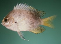 To FishBase images (<i>Chromis struhsakeri</i>, Hawaii, by Randall, J.E.)