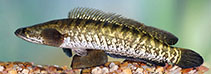 Image of Channa striata (Striped snakehead)