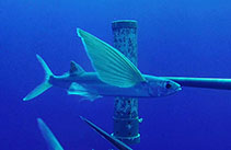 To FishBase images (<i>Cheilopogon suttoni</i>, Niue, by University of Western Australia (UWA))