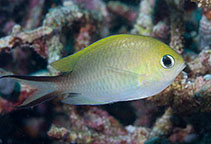 To FishBase images (<i>Chromis ternatensis</i>, Maldives, by Greenfield, J.)