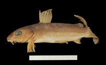 To FishBase images (<i>Chrysichthys teugelsi</i>, Ivory coast, by RMCA / Mark Hanssens)