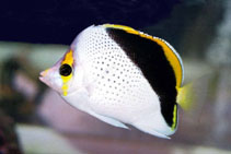 To FishBase images (<i>Chaetodon tinkeri</i>, by Tanaka, H.)