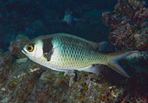 To FishBase images (<i>Chromis torquata</i>, Mauritius, by Koch, R.J.)