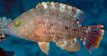 To FishBase images (<i>Cheilinus trilobatus</i>, Maldives, by Greenfield, J.)
