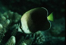 To FishBase images (<i>Chaetodon trichrous</i>, French Polynesia, by Randall, J.E.)