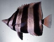 To FishBase images (<i>Chelmonops truncatus</i>, Australia, by Randall, J.E.)