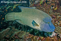 To FishBase images (<i>Cheilinus undulatus</i>, Egypt, by Honeycutt, K.)