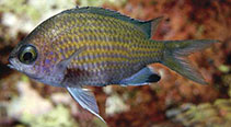 To FishBase images (<i>Chromis unipa</i>, Indonesia, by Allen, G.R.)