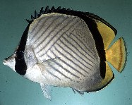 To FishBase images (<i>Chaetodon pictus</i>, Oman, by Randall, J.E.)