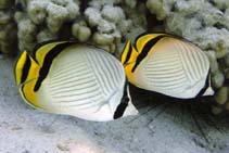 Image of Chaetodon vagabundus (Vagabond butterflyfish)