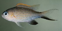 To FishBase images (<i>Chromis vanderbilti</i>, Tahiti, by Randall, J.E.)