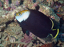 To FishBase images (<i>Chaetodontoplus vanderloosi</i>, Papua New Guinea, by Carlson, B.)