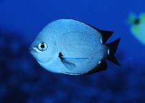 To FishBase images (<i>Chromis verater</i>, Midway Is., by Cook, D.C.)