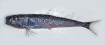 To FishBase images (<i>Champsodon vorax</i>, by Gloerfelt-Tarp, T.)