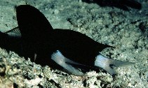 To FishBase images (<i>Chromis xanthura</i>, Philippines, by Randall, J.E.)