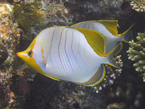 To FishBase images (<i>Chaetodon xanthocephalus</i>, Maldives, by Rusconi, G.)