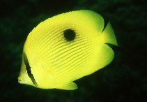 Image of Chaetodon zanzibarensis (Zanzibar butterflyfish)