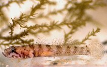 To FishBase images (<i>Chromogobius zebratus</i>, Croatia, by Herler, J.)