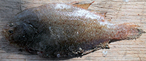 To FishBase images (<i>Citharichthys abbotti</i>, Mexico, by Rechimont, M.E.)