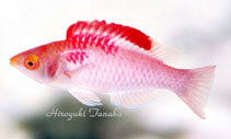 To FishBase images (<i>Cirrhilabrus adornatus</i>, Indonesia, by Tanaka, H.)