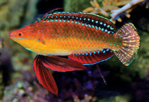 To FishBase images (<i>Cirrhilabrus africanus</i>, Kenya, by Kohen, K.)
