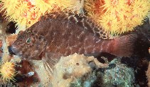 Image of Cirrhitichthys aprinus (Spotted hawkfish)