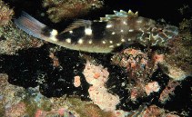 To FishBase images (<i>Cirrhitus atlanticus</i>, Sao Tome Princ., by Wirtz, P.)
