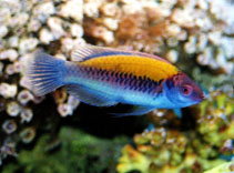 To FishBase images (<i>Cirrhilabrus aurantidorsalis</i>, by Tanaka, H.)