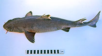 Image of Cirrhigaleus australis (Southern Mandarin Dogfish)
