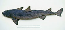 To FishBase images (<i>Cirrhigaleus australis</i>, Australia, by Graham, K.)