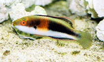 To FishBase images (<i>Cirrhilabrus balteatus</i>, by Tanaka, H.)