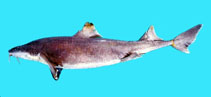 To FishBase images (<i>Cirrhigaleus barbifer</i>, Chinese Taipei, by The Fish Database of Taiwan)