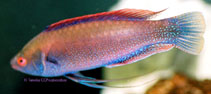 To FishBase images (<i>Cirrhilabrus beauperryi</i>, Australia, by Tanaka, H.)