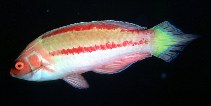 To FishBase images (<i>Cirrhilabrus blatteus</i>, by Randall, J.E.)