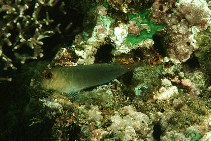 To FishBase images (<i>Cirripectes castaneus</i>, Fiji, by Randall, J.E.)