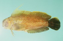 To FishBase images (<i>Cirripectes chelomatus</i>, by Randall, J.E.)