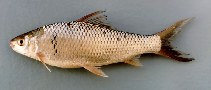 To FishBase images (<i>Cirrhinus molitorella</i>, Laos, by Warren, T.)