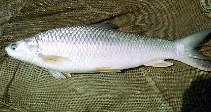 Image of Cirrhinus cirrhosus (Mrigal carp)