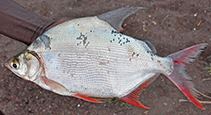 Image of Citharinus citharus (Moon fish)