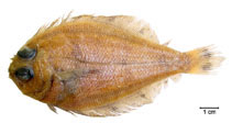 To FishBase images (<i>Citharichthys cornutus</i>, Brazil, by Fischer, L.G.)