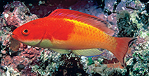 To FishBase images (<i>Cirrhilabrus efatensis</i>, Vanuatu, by Walsh, F.)