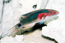 To FishBase images (<i>Cirrhilabrus exquisitus</i>, Maldives, by Tanaka, H.)