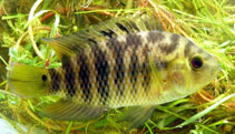 To FishBase images (<i>Cichlasoma facetum</i>, Uruguay, by Loureiro, M.)