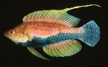 To FishBase images (<i>Cirrhilabrus filamentosus</i>, Indonesia, by Randall, J.E.)